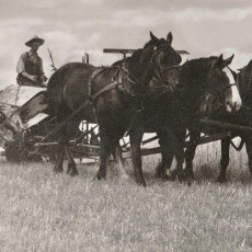 HORSE DRAWN BINDER